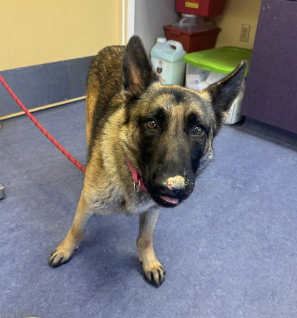 KODA - German Shepherd Dog / Belgian Shepherd Malinois available for adoption