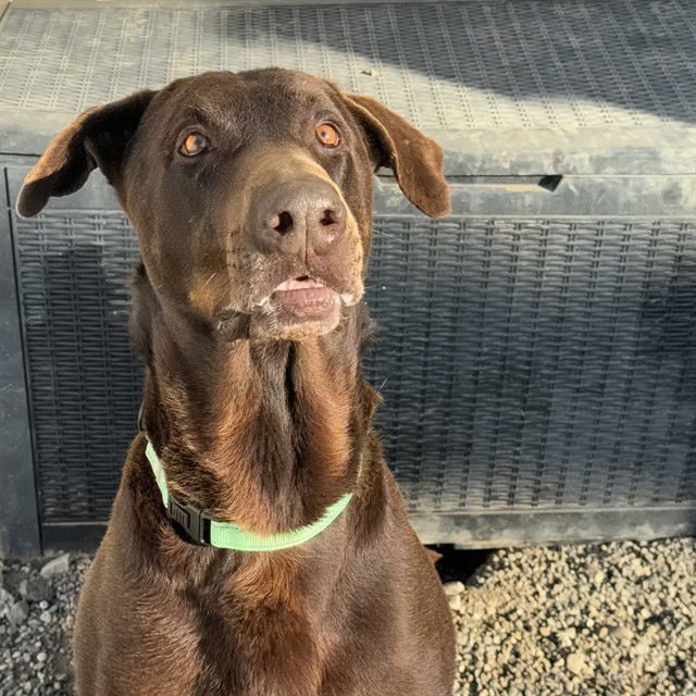 HAMBURGLAR - Doberman Pinscher available for adoption