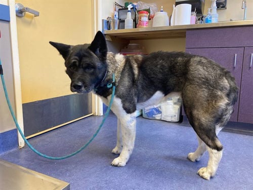 TUNDRA - Akita available for adoption
