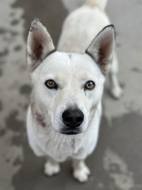 MEEKA - Siberian Husky available for adoption