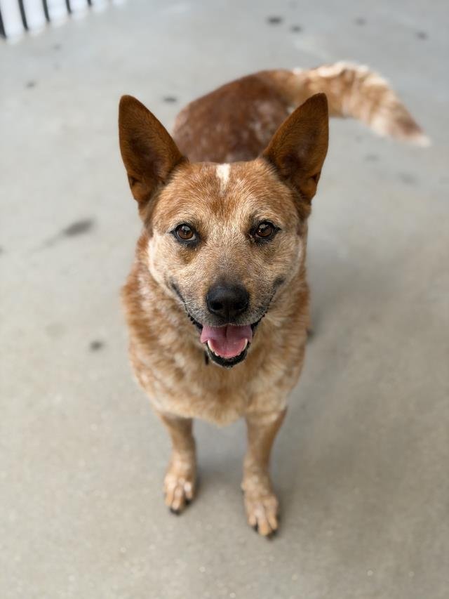 CUPID - Australian Cattle Dog/Blue Heeler available for adoption