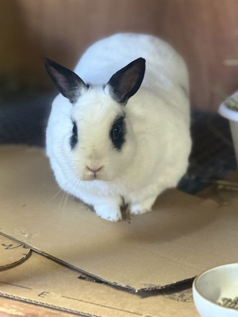 ALBERT - Shorthaired Rabbit available for adoption