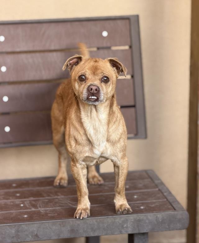 EMILIO - Chihuahua available for adoption