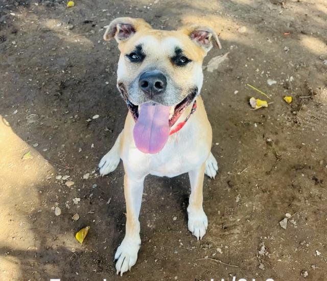 BRUNO - Pit Bull Terrier / German Shorthaired Pointer available for adoption