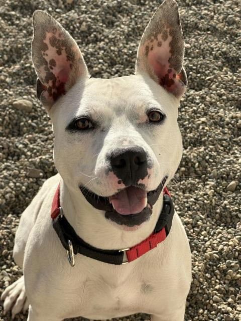 GWEN - Pit Bull Terrier available for adoption