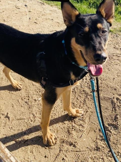 COURAGE - German Shepherd Dog available for adoption