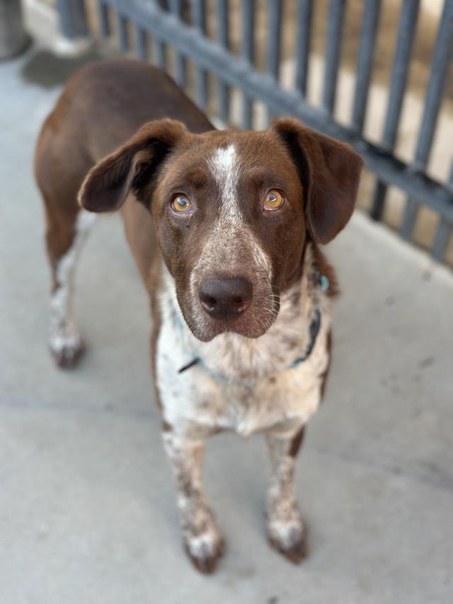 RANGER - German Shorthaired Pointer / Border Collie available for adoption