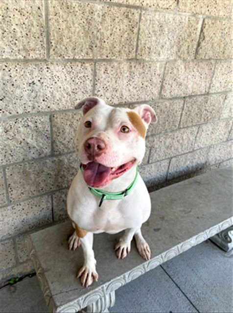 TINY - Pit Bull Terrier available for adoption