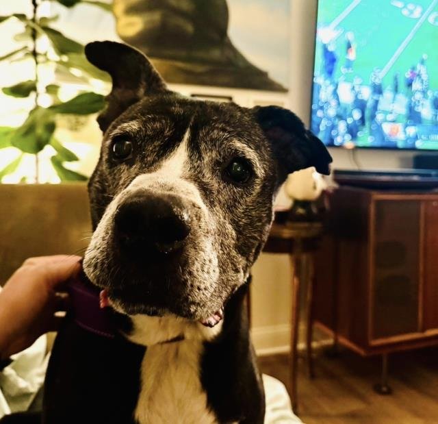 ZOEY - Pit Bull Terrier available for adoption