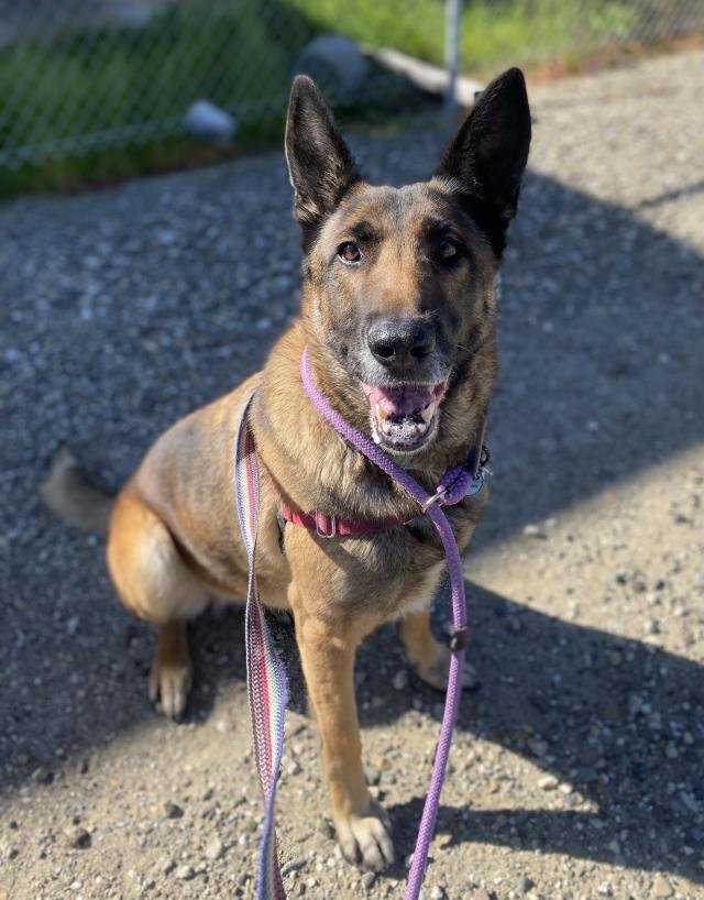 DAHLIA - German Shepherd Dog available for adoption