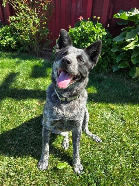 LEVY - Queensland Heeler available for adoption