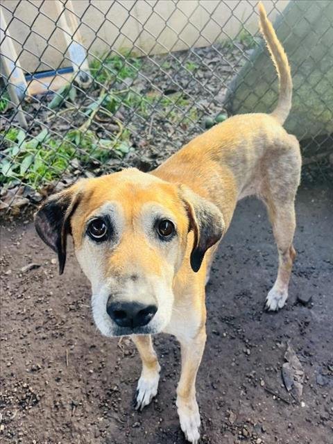 BROWNIE - Rhodesian Ridgeback available for adoption