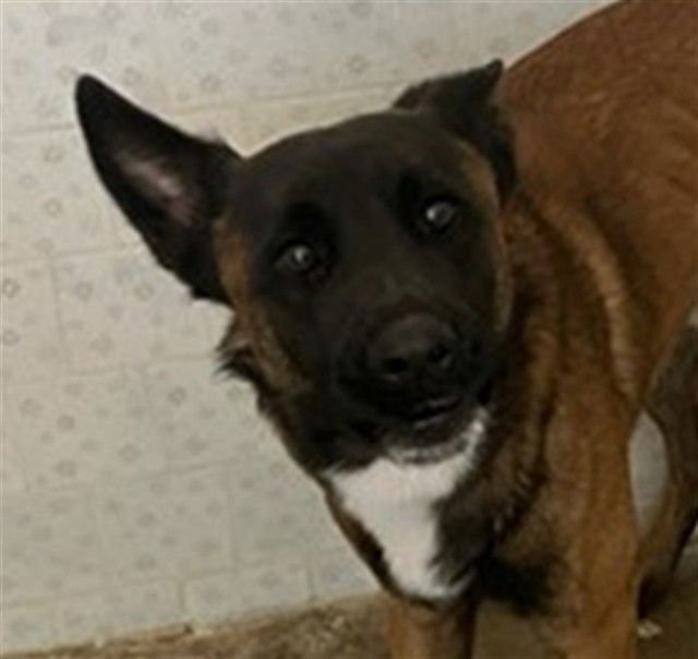 SPIRIT - Belgian Shepherd Malinois available for adoption