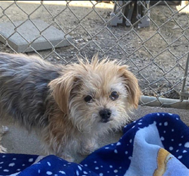 CHEWY - Yorkshire Terrier Yorkie available for adoption