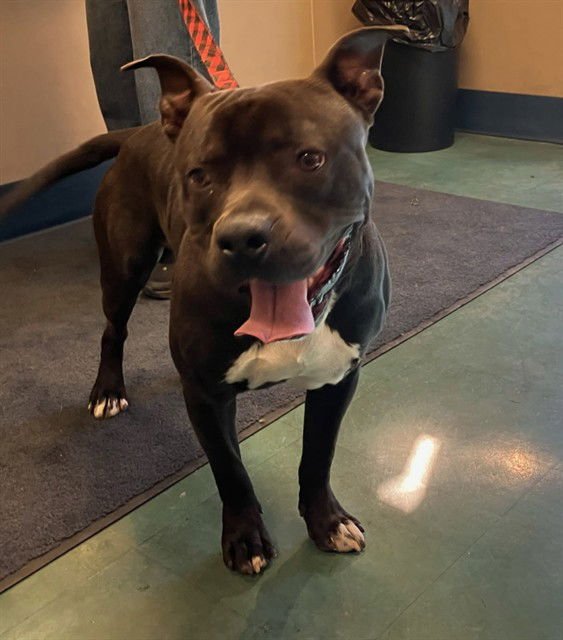BODHI - Pit Bull Terrier available for adoption