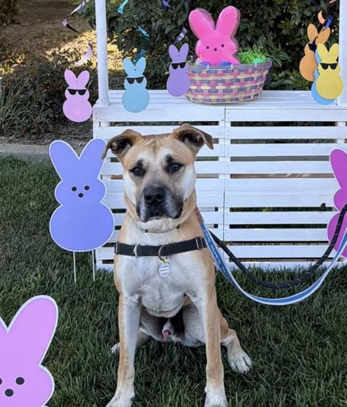BRUNO - Pit Bull Terrier / German Shorthaired Pointer available for adoption