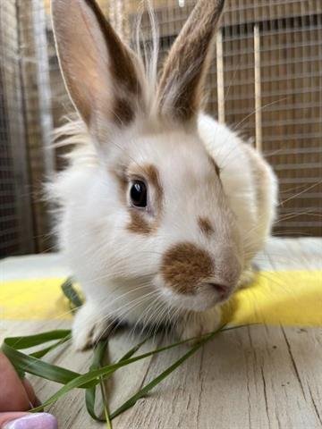 CAMI - Longhaired Rabbit available for adoption