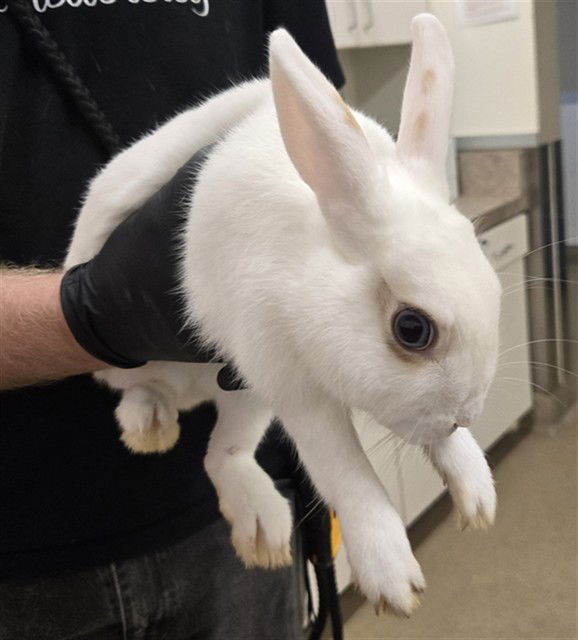 LULU LEMON - Shorthaired Rabbit available for adoption