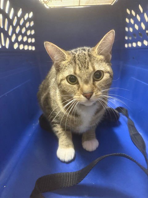 BISCUIT - Domestic Short Hair available for adoption