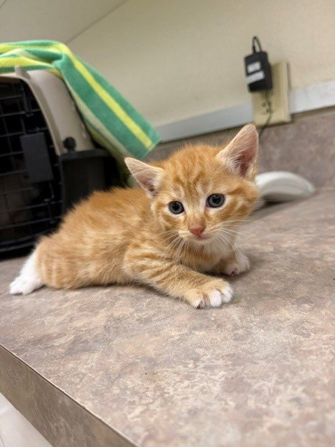 BO - Domestic Short Hair available for adoption