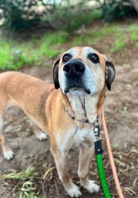 BROWNIE - Rhodesian Ridgeback available for adoption