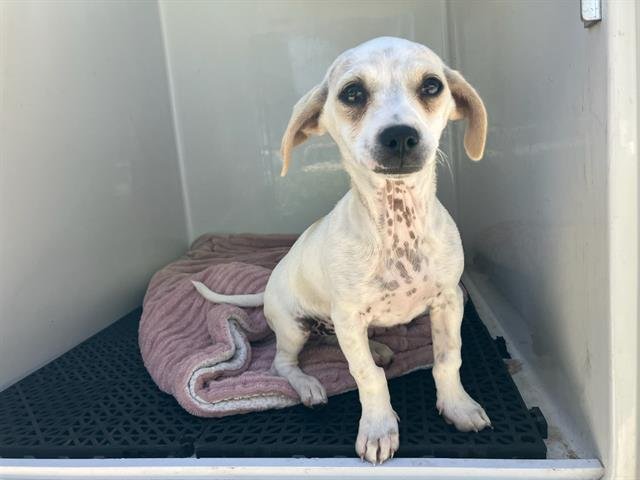 MOLLI - Chihuahua available for adoption