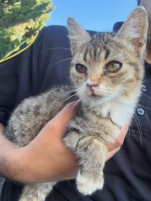 RALPHIE - Domestic Short Hair available for adoption