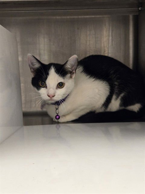 BUTTERCUP - Domestic Medium Hair available for adoption