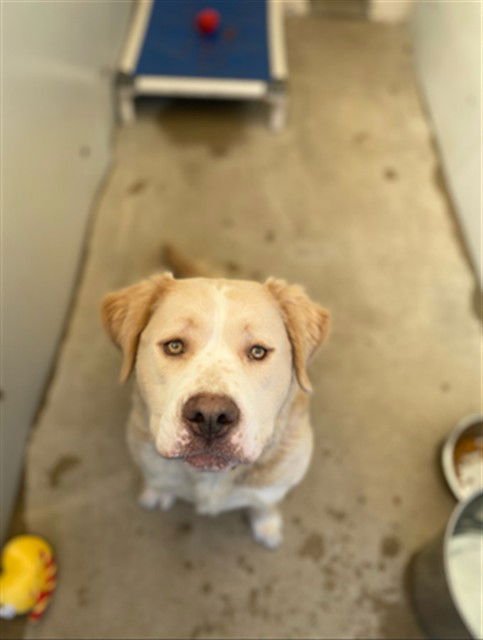 BUTTERS - Pit Bull Terrier / Australian Shepherd available for adoption