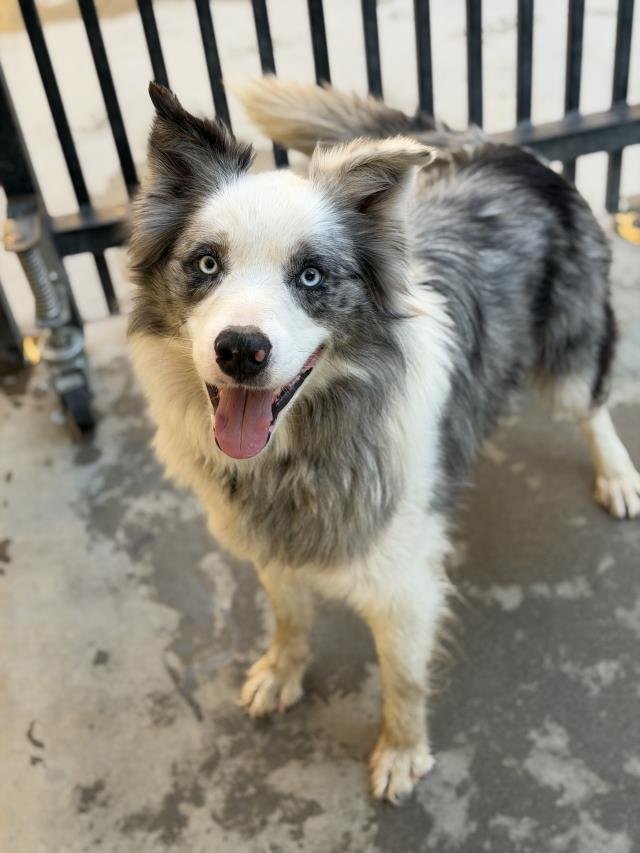 ATLAS - Border Collie available for adoption