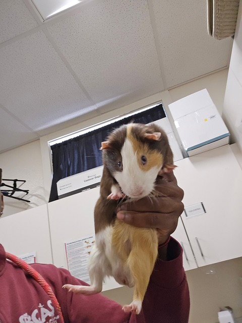 GUS GUS - Guinea Pig available for adoption