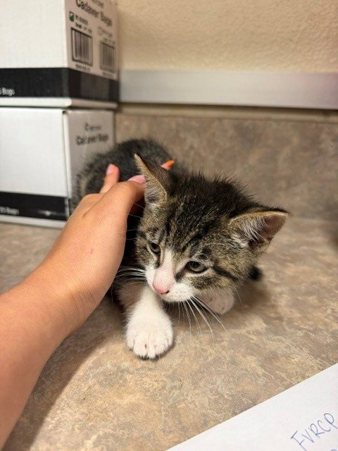 HAMM - Domestic Short Hair available for adoption