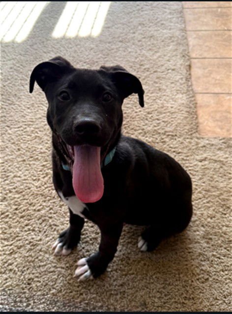 GIO - Labrador Retriever / Pit Bull Terrier available for adoption
