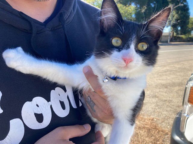 STINK BUG - Domestic Short Hair available for adoption