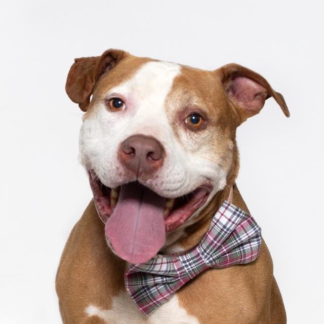 KANE - Pit Bull Terrier available for adoption