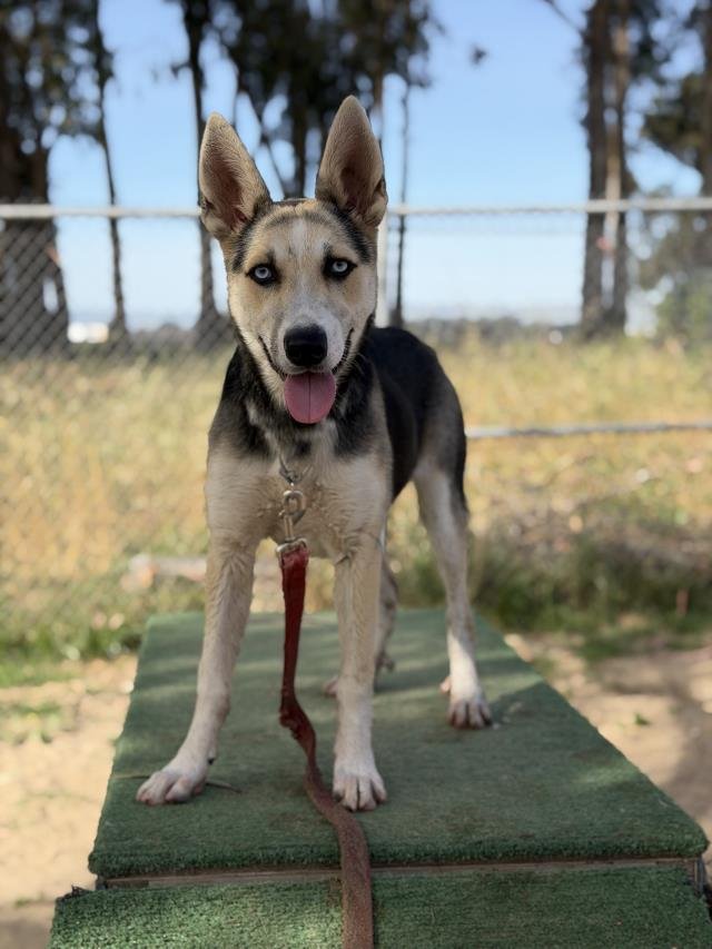 CASSANDRA - German Shepherd Dog / Siberian Husky available for adoption