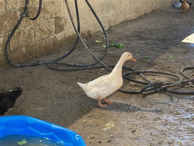 DUCKOTA FANNING Image