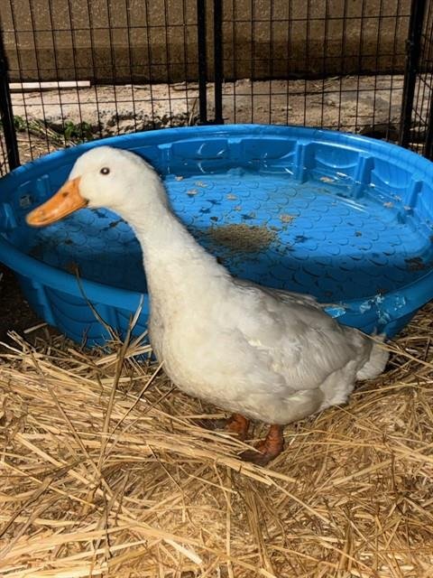 DUCKY - Duck available for adoption