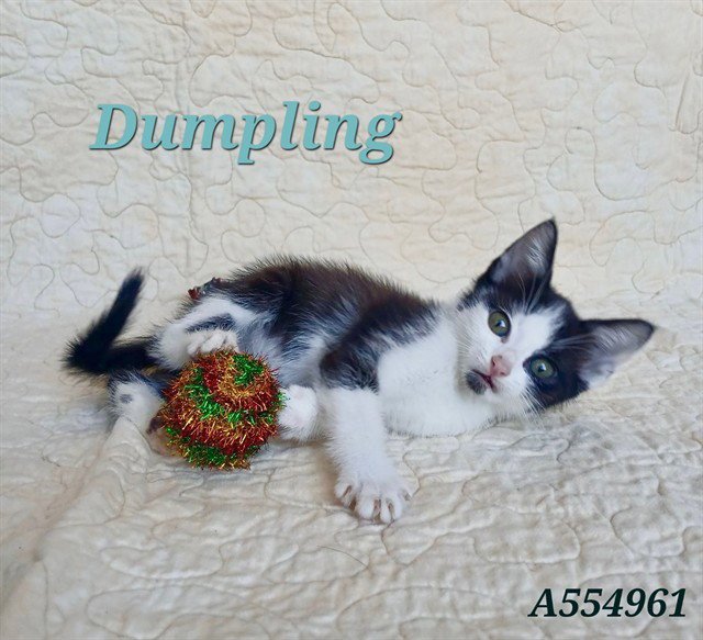 DUMPLING Image