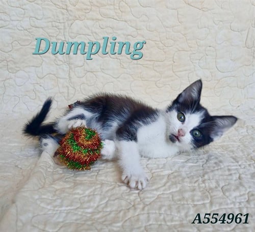 DUMPLING - Domestic Short Hair available for adoption