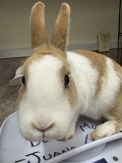 THUMPER - Shorthaired Rabbit available for adoption