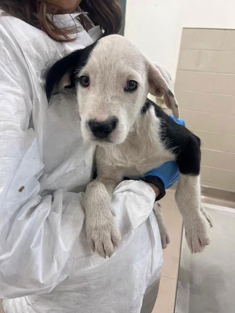 CRICKET - Labrador Retriever available for adoption