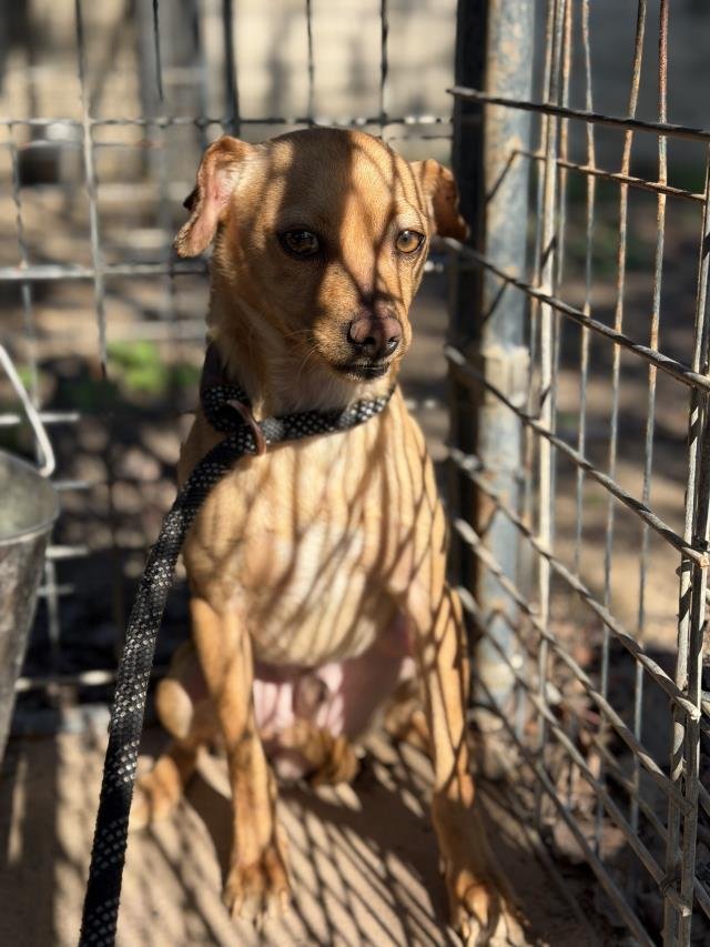 TITO - Chihuahua available for adoption