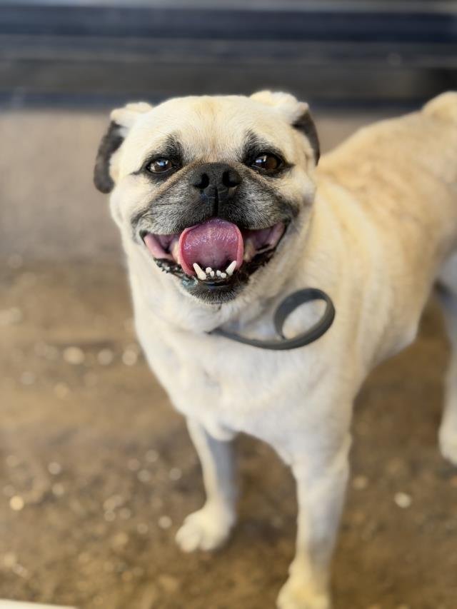 NACHO - Pug available for adoption