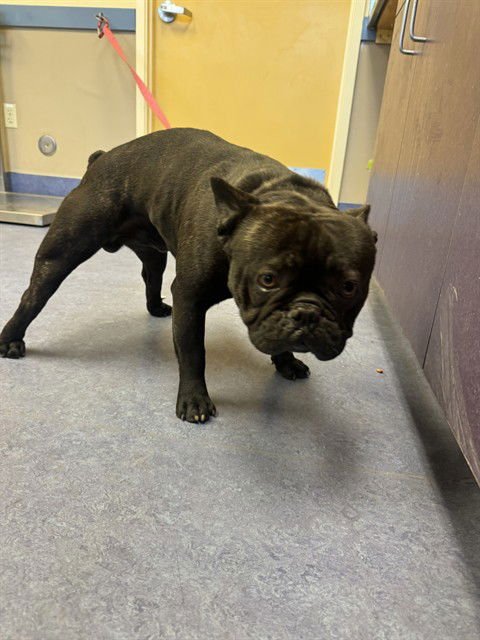 BAM BAM - French Bulldog available for adoption