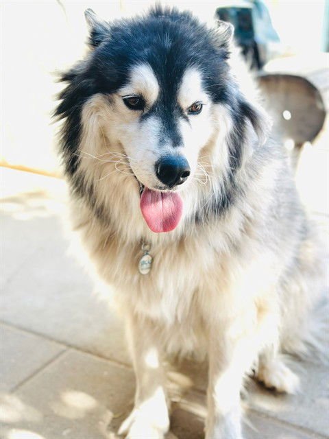 RUDY - Alaskan Malamute / Siberian Husky available for adoption