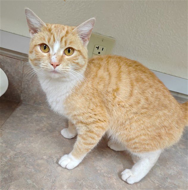 GINGER - Domestic Short Hair available for adoption