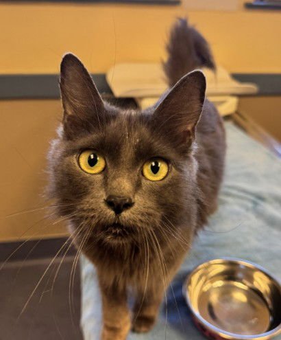 LUNA - Domestic Long Hair available for adoption