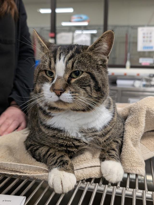 LUCA BRASI - Domestic Short Hair available for adoption