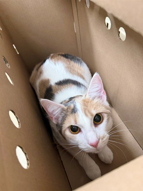 SASSY - Domestic Short Hair available for adoption